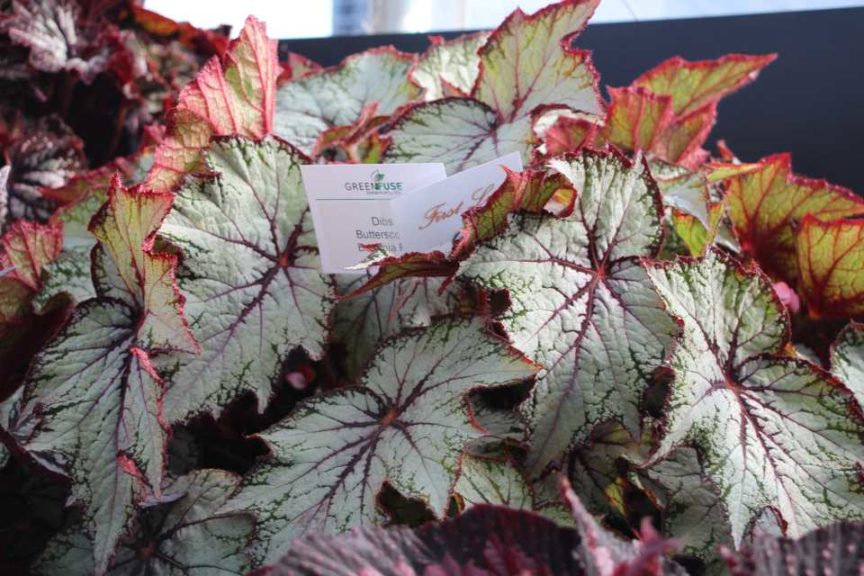 Editor's Choice Winner Rex Begonia Dibs series (GreenFuse Botanicals)