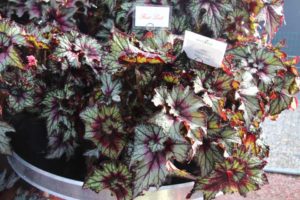 2017 Editor’s Choice Winner: Begonia Dibs Series (Green Fuse Botanicals)