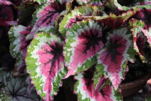 CAST 2017: Green Fuse Botanicals and Floranova