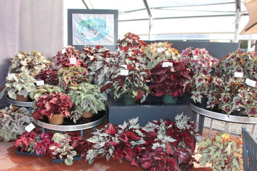 CAST 2017: Green Fuse Botanicals and Floranova