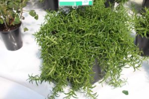 Day Four - California Spring Trials 2017