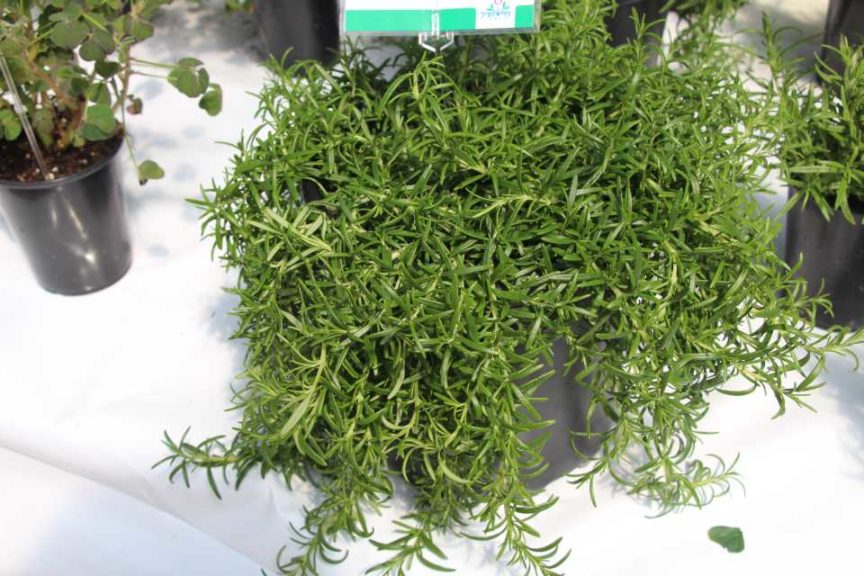 Day Four - California Spring Trials 2017