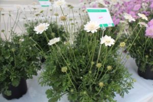 Day Four - California Spring Trials 2017