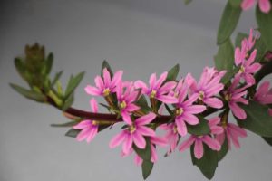 Day 1 - California Spring Trials 2017