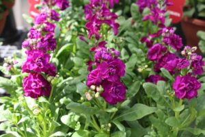 California Spring Trials: Day Three