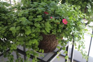 California Spring Trials: Day Three