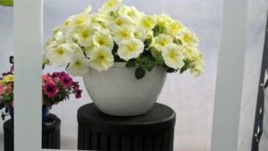 Benary is the Talk of the Trials