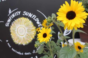 Day 1 - California Spring Trials 2017