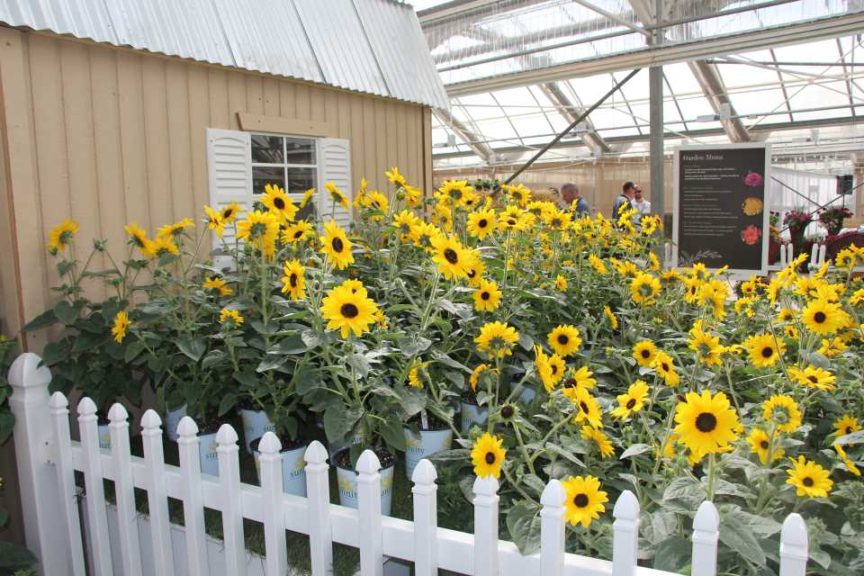 Sunflower ‘Sunfinity’ (Syngenta Flowers)