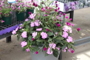 California Spring Trials: Day Three