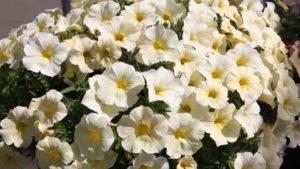 California Spring Trials Day Three – New Intros for 2018 from American Takii, Sakata, Westhoff, and More