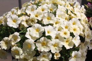 California Spring Trials: Day Three