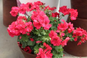 Day 1 - California Spring Trials 2017