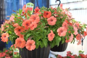 California Spring Trials: Day Three