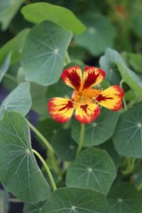 Day 2 - California Spring Trials 2017