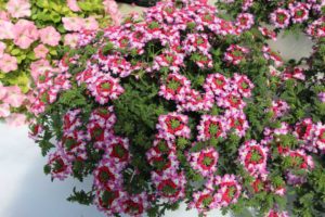 Day Four - California Spring Trials 2017