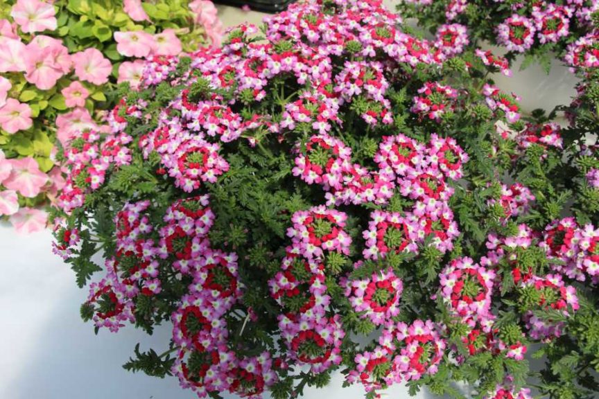 Day Four - California Spring Trials 2017