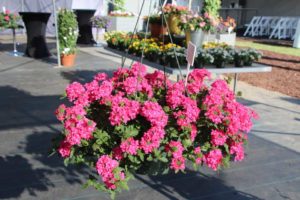 Day 2 - California Spring Trials 2017