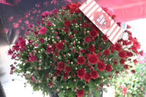 California Spring Trials: Day Three