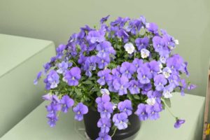 Viola ‘Freefall XL’ (Floranova)