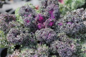 California Spring Trials: Day Three