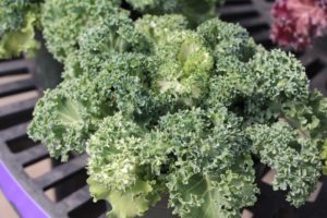 California Spring Trials: Day Three