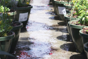 Cavicchio Greenhouses