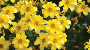 Recommendations for Successfully Growing BeeDance Bidens