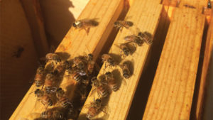 Find Out What Bell Nursery Learned About Bees While Keeping Beehives