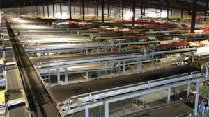 Bellpark Horticulture and Visser Shipping System