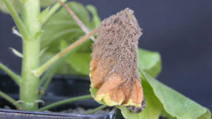 A Refresher on Botrytis Management in the Greenhouse