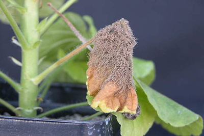 A Refresher on Botrytis Management in the Greenhouse