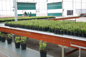 Buffer Belt Conveyors (Javo)