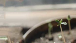 Biocontrols: A Practical Option for Cannabis