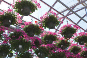 Cavicchio Greenhouses