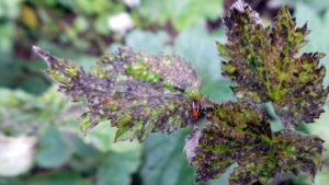 Four-Lined Plant Bug Emerges as Troublesome Pest in Pennsylvania