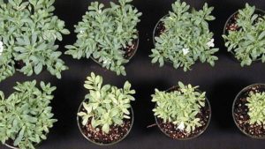 University of Florida Course Helps You Improve Greenhouse Nutrient Management