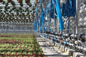 Cavicchio Greenhouses