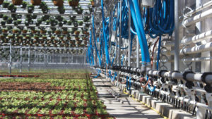 The Road to Sustainability at Cavicchio Greenhouses