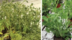 How to Identify and Mitigate Herbicide Contamination in the Greenhouse
