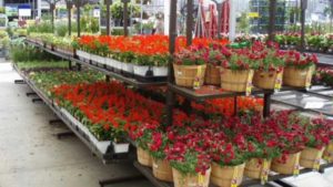 SBI’s New App Helps Greenhouse Growers Improve Customer Visits