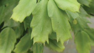 How to Increase Branching and Flower Bud Production of Christmas Cactus