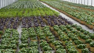 Ag Secretary Perdue Visits New England Growers, Hears Labor Concerns