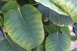 Molybdenum Deficiency