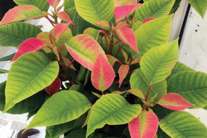 Manganese Deficiency