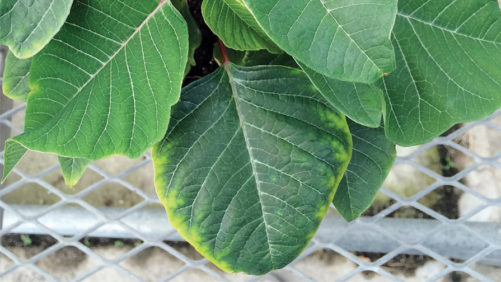 University of Florida Offers Course on Greenhouse Nutrient Management