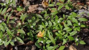 University of Florida Offering Online Weed Management Course in September