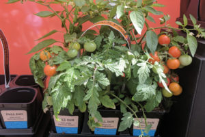 CAST 2017: Retail and Marketing Displays