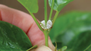 Why Biological Control Fails: Encapsulation May be the Culprit