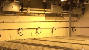 5 Factors to Consider When Expanding Into Cannabis